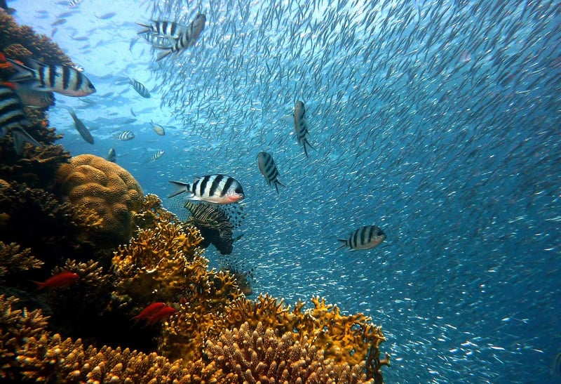 Coral Reefs